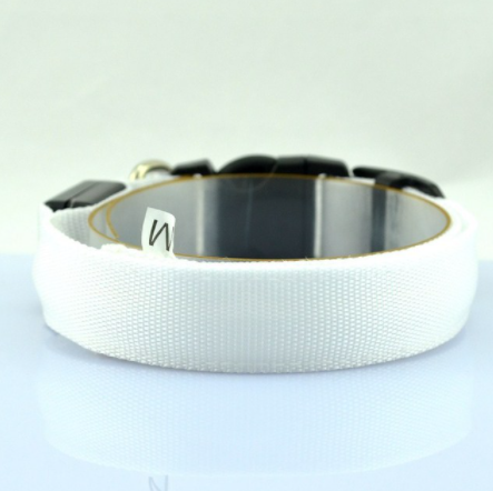 Glowing Nighttime Dog Collar
