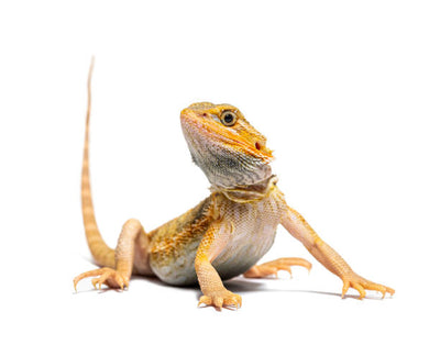 Reptiles